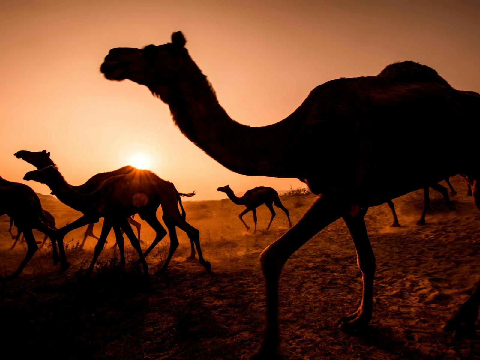 Image for Camel Races Gold Coast