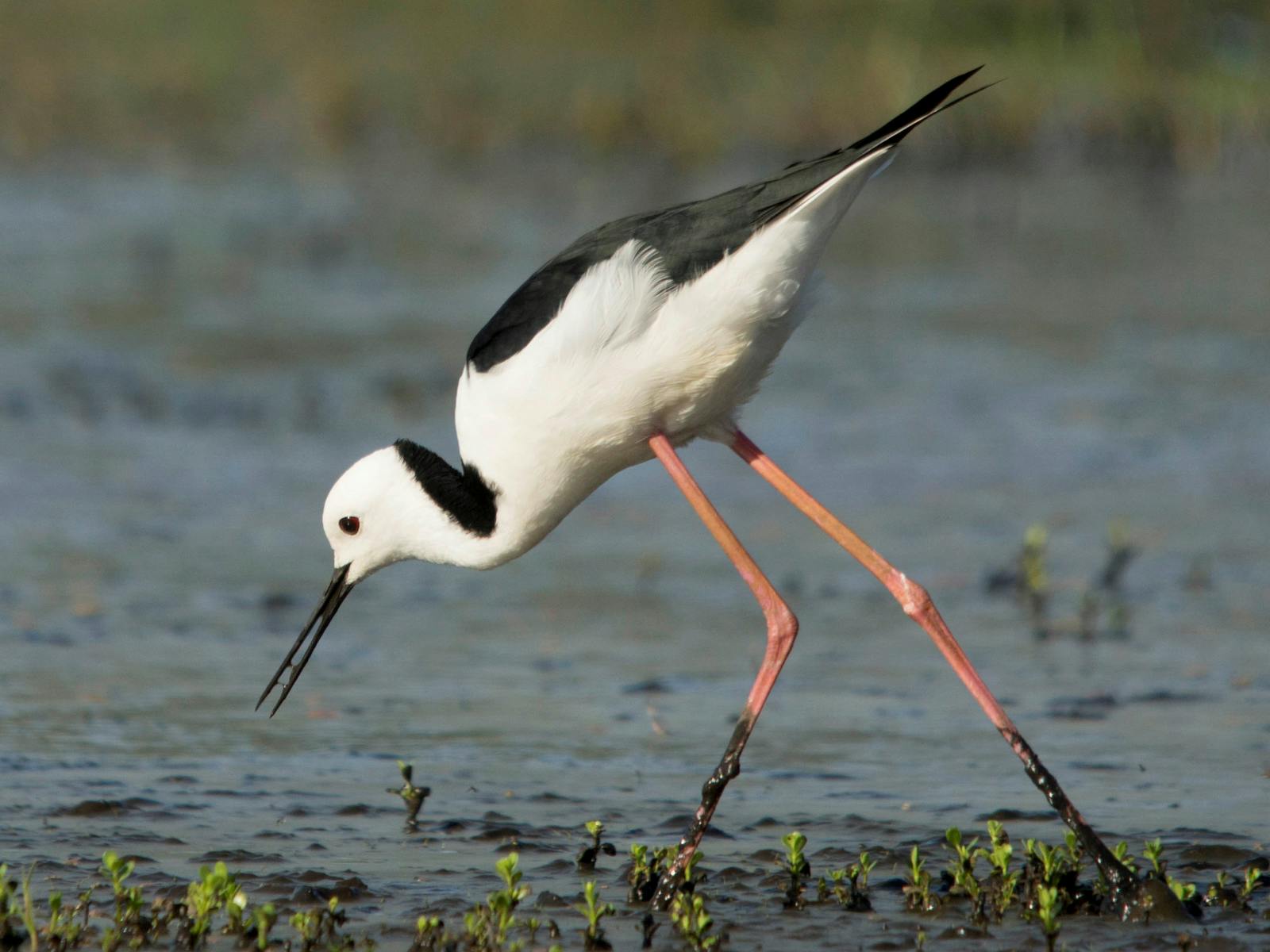 Perth Birds and Bush, Fremantle, Western Australia