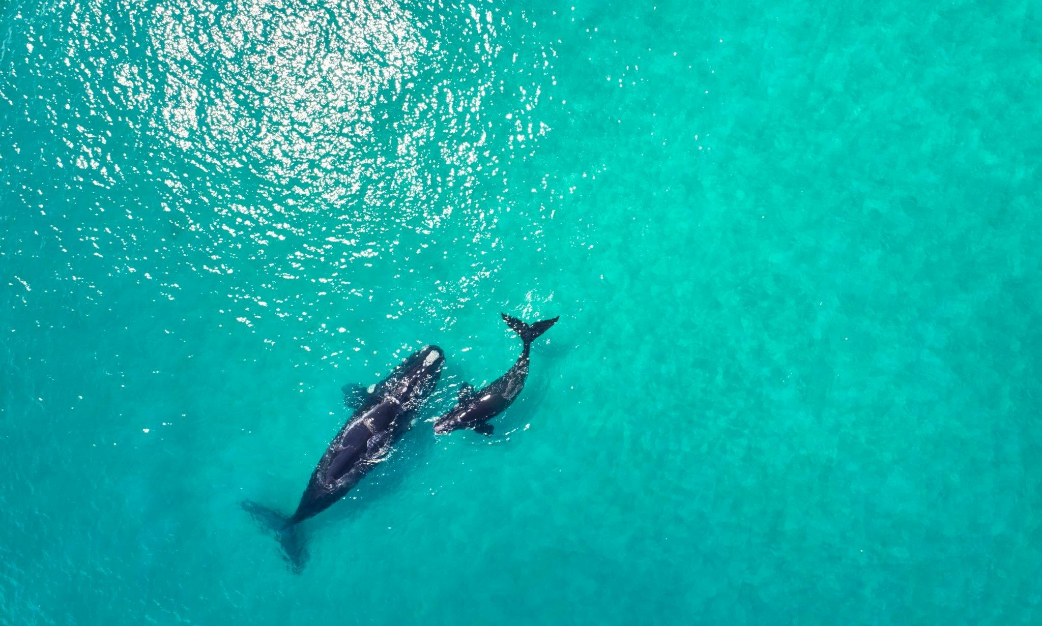 Whale watching and wine tour