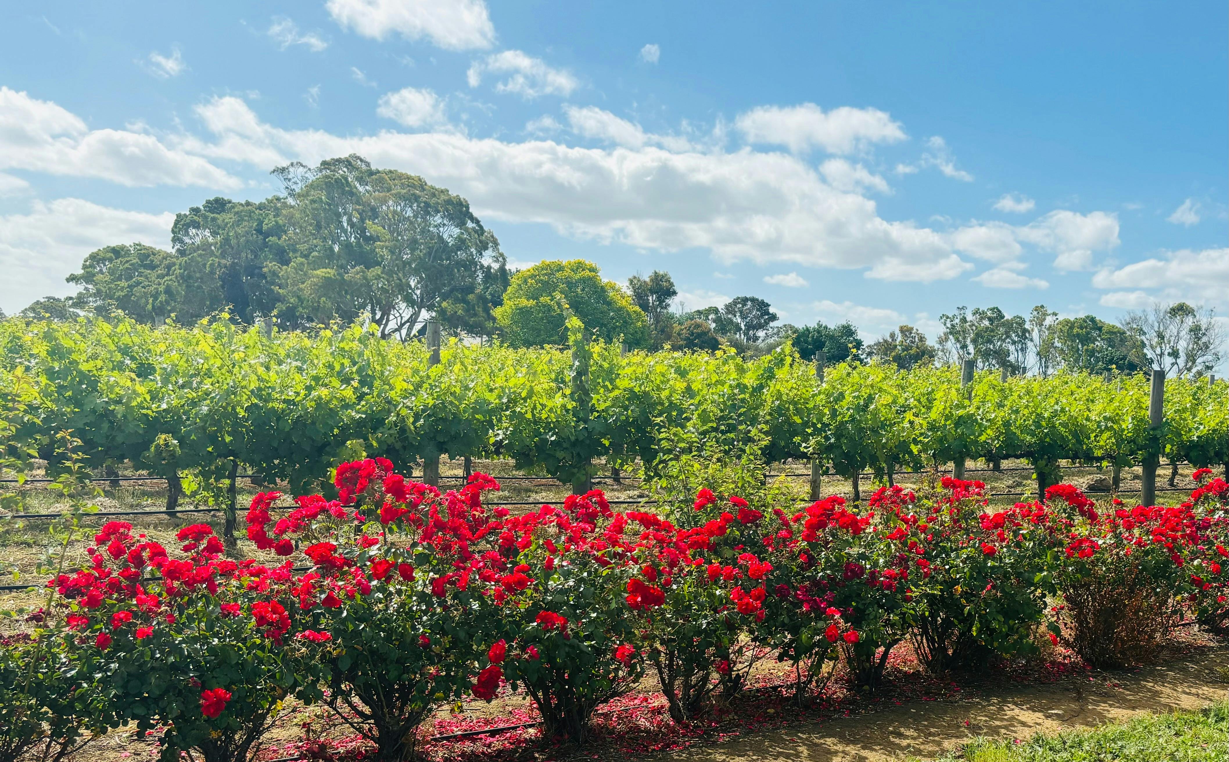 Coonawarra Vineyard with roses at full bloom