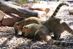 South American Coati