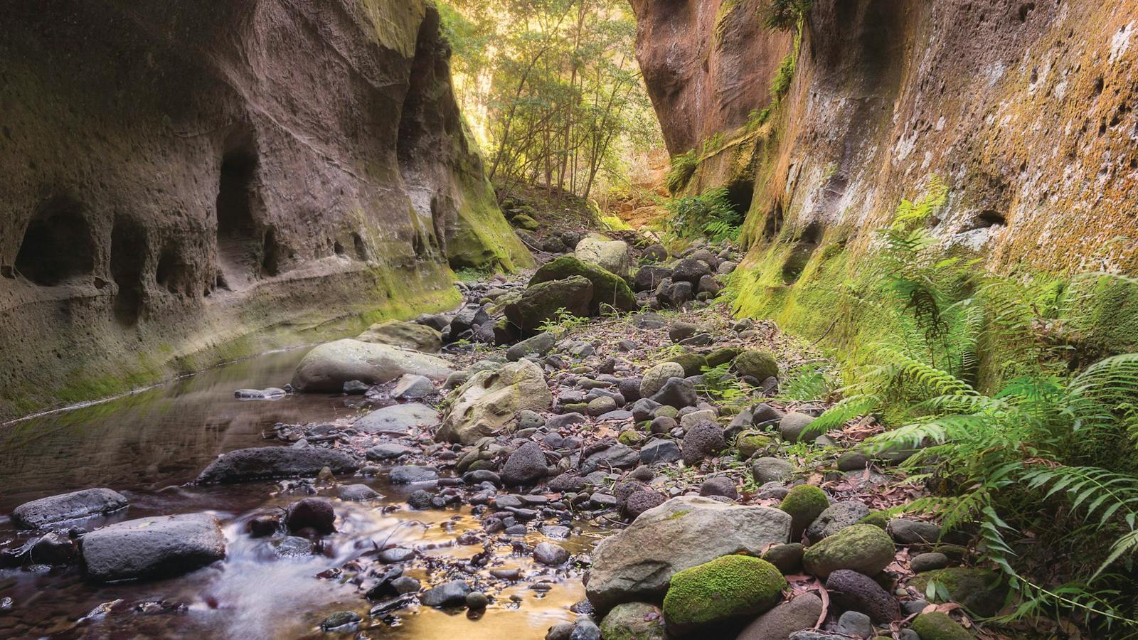 Carnarvon Gorge