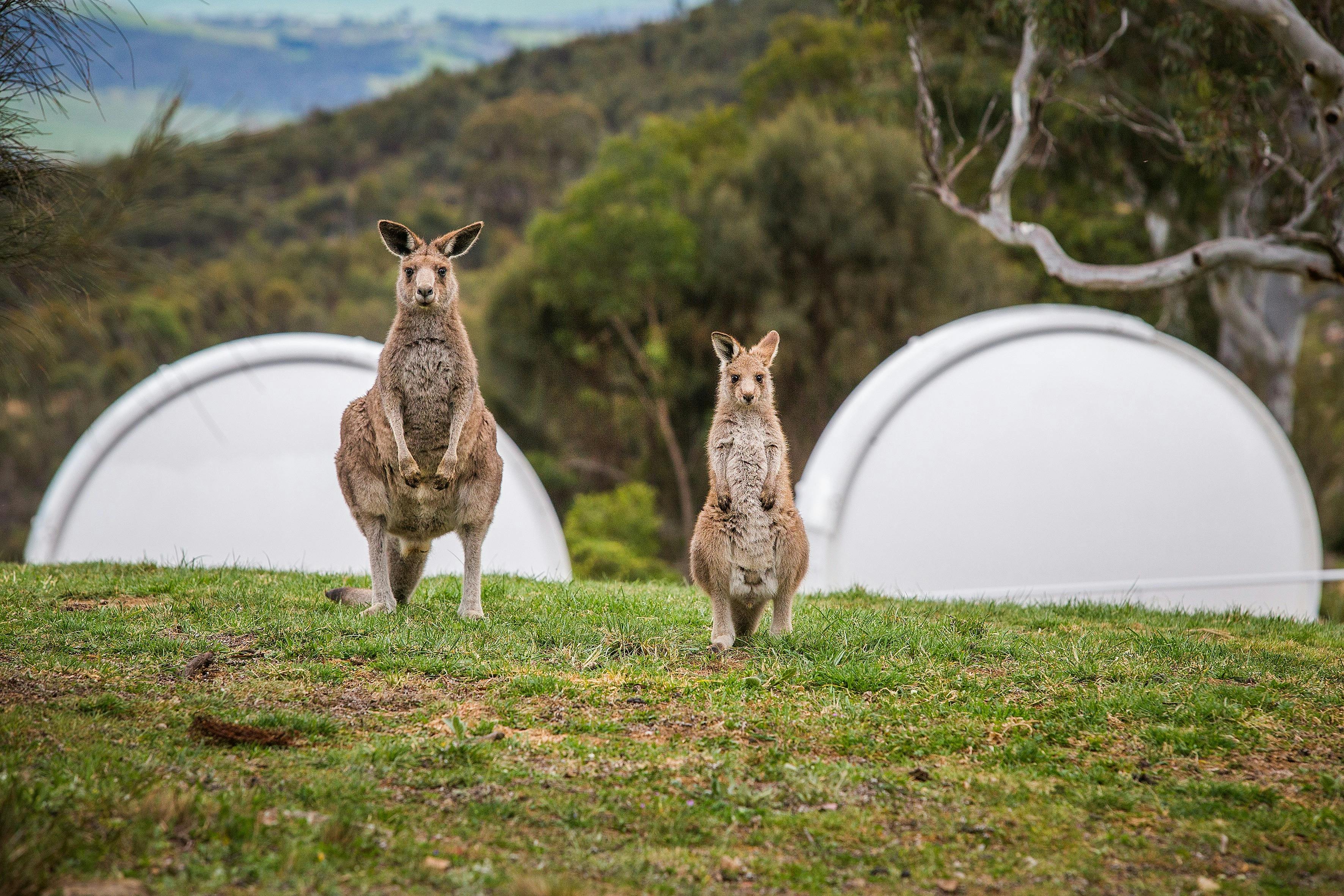 Kangaroos in front of telescope domes.
