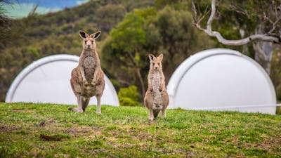 Kangaroos in front of telescope domes.