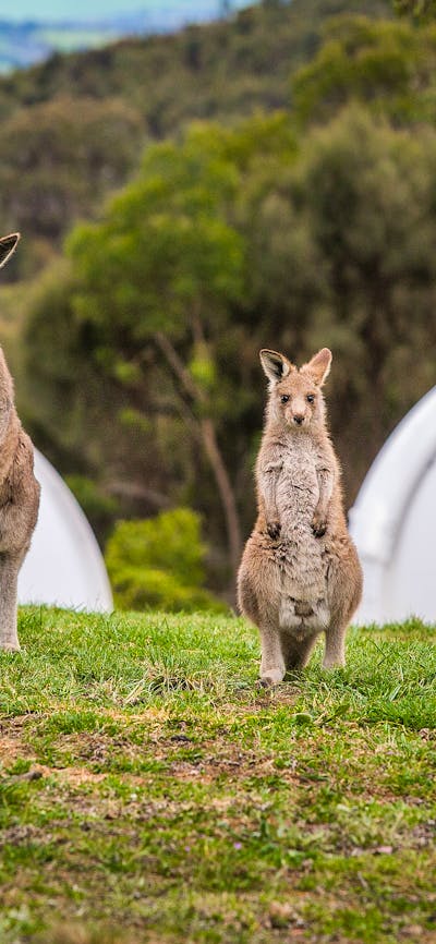 Kangaroos in front of telescope domes.
