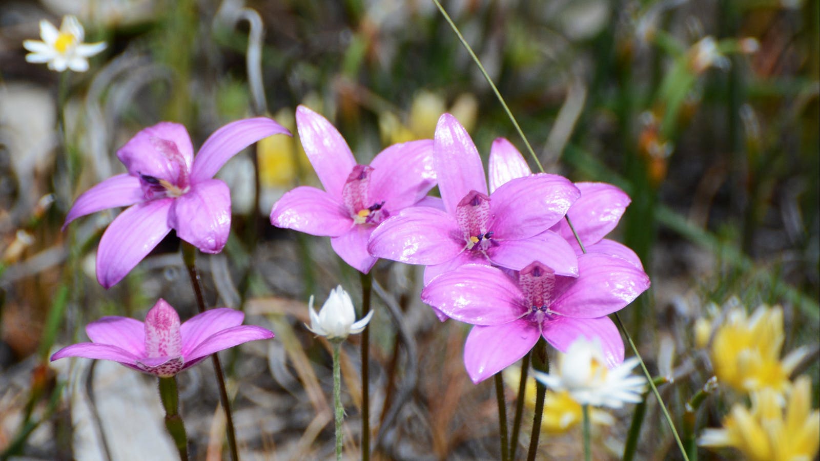 Pink Enamel orchids seen on a wildflower tour.