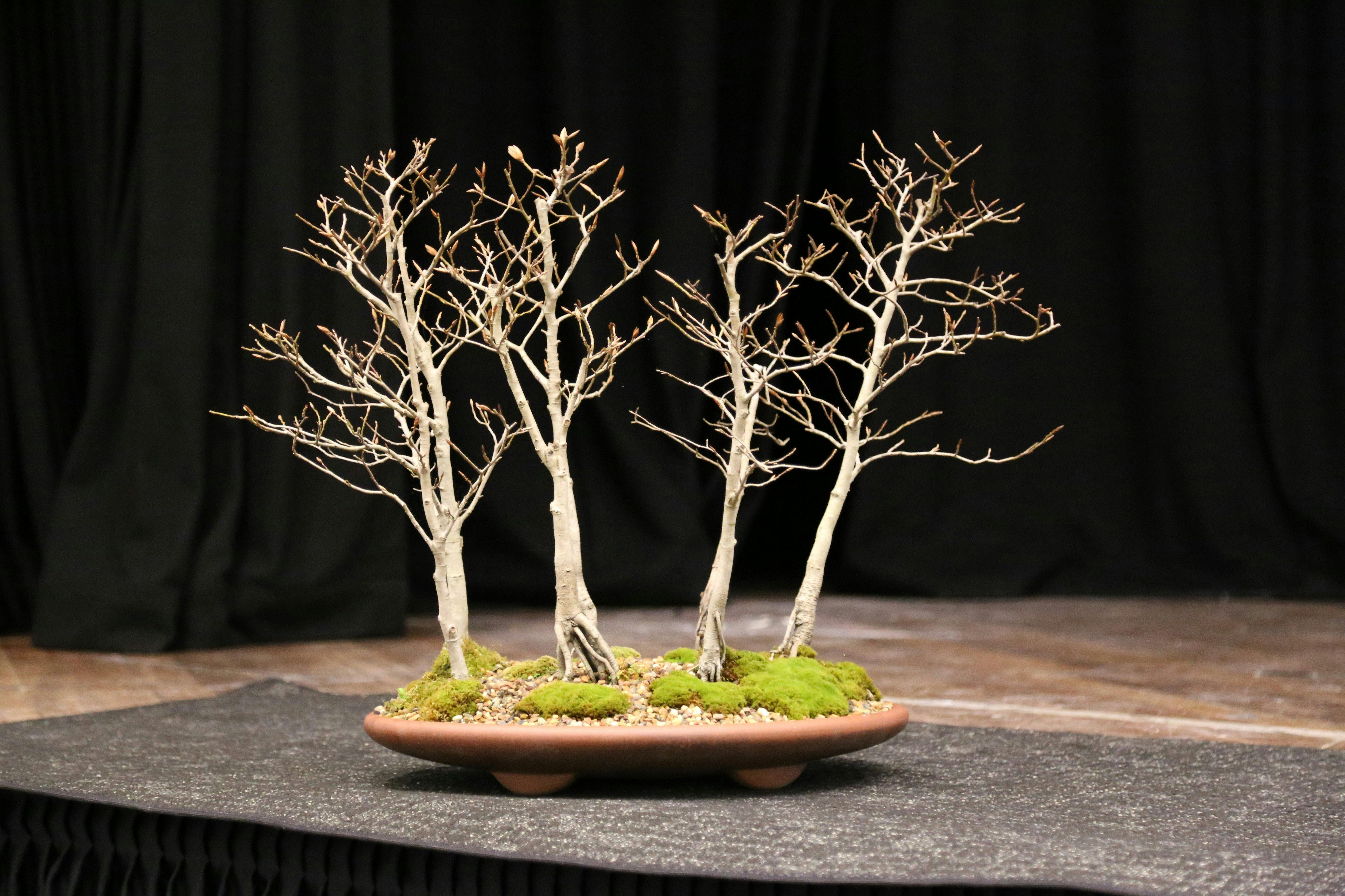 The Hastings Bonsai Group Exhibition