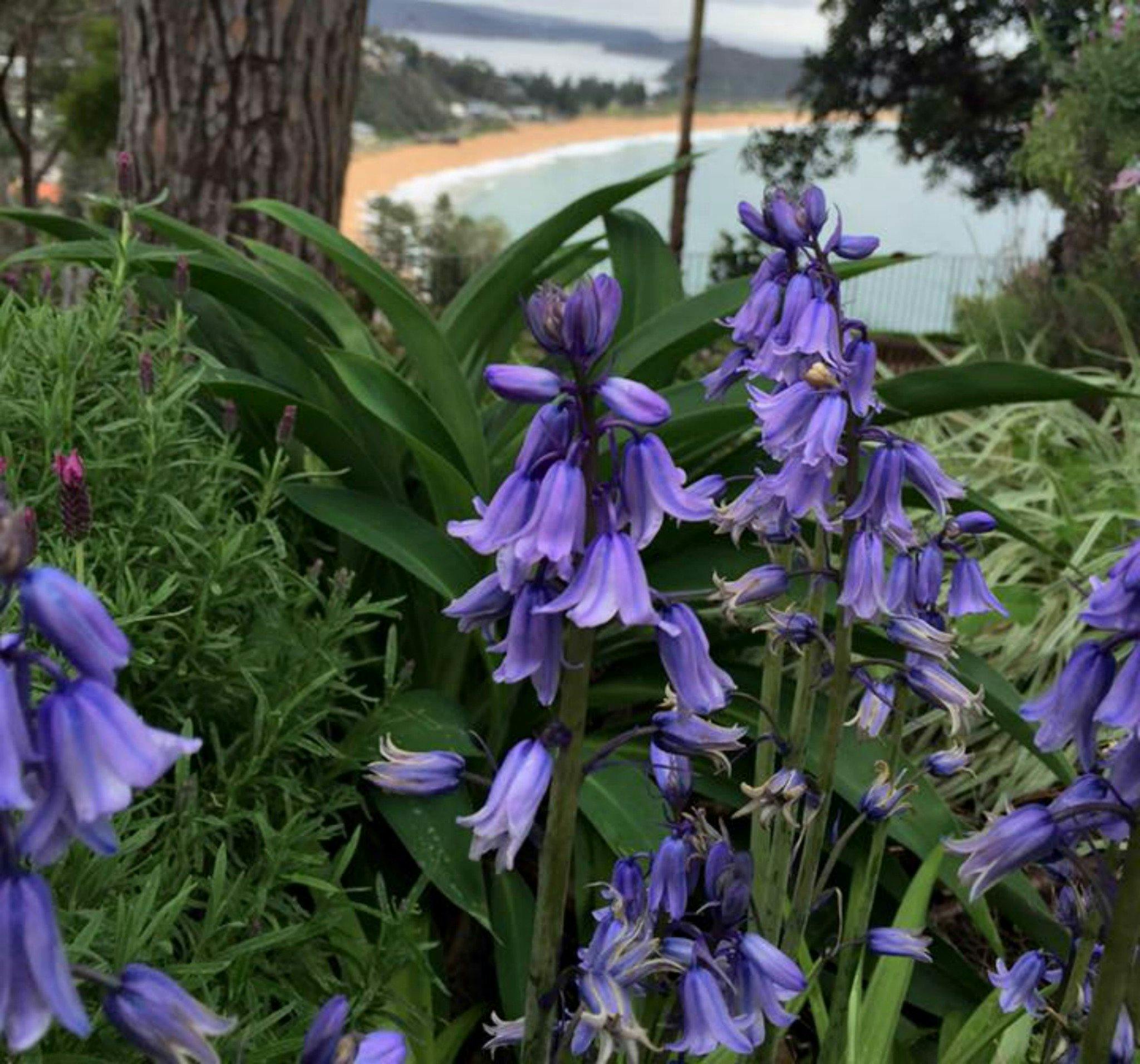The Beach Bible Garden