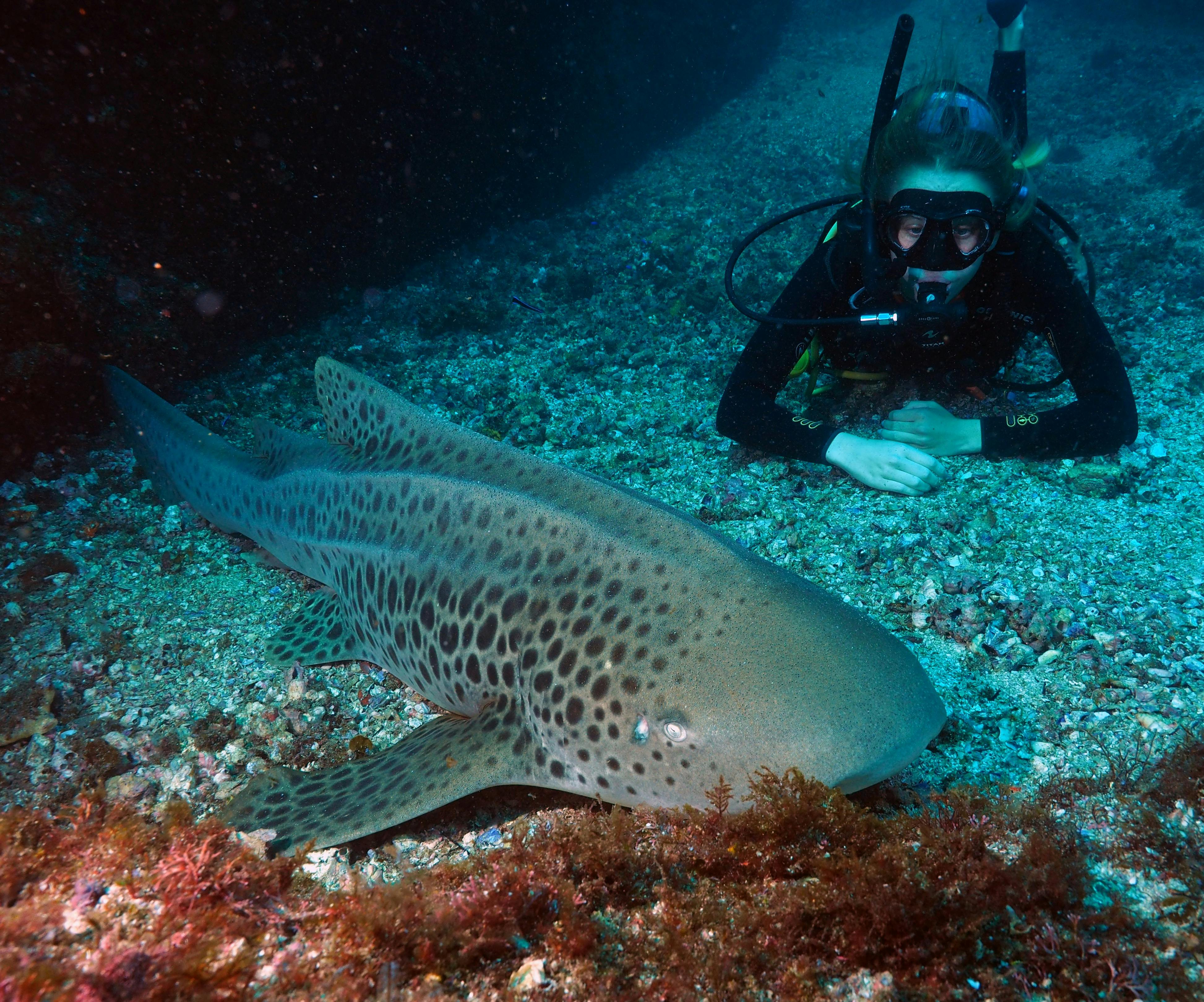 Leopard shark on the sea floor, with a diver in the background watching it