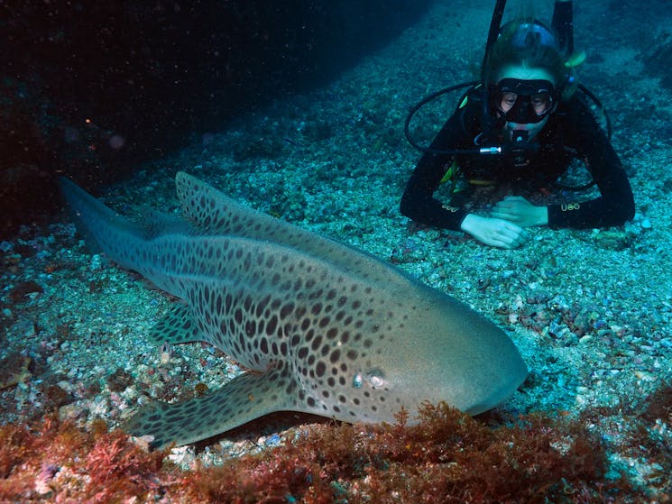 Leopard shark on the sea floor, with a diver in the background watching it