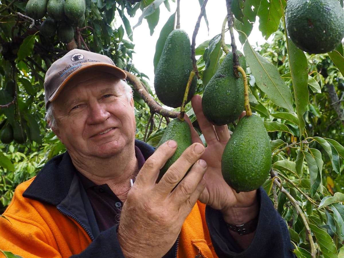 Blackbutt Destination Information Queensland