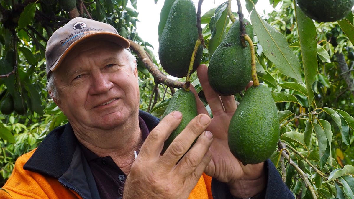 Blackbutt