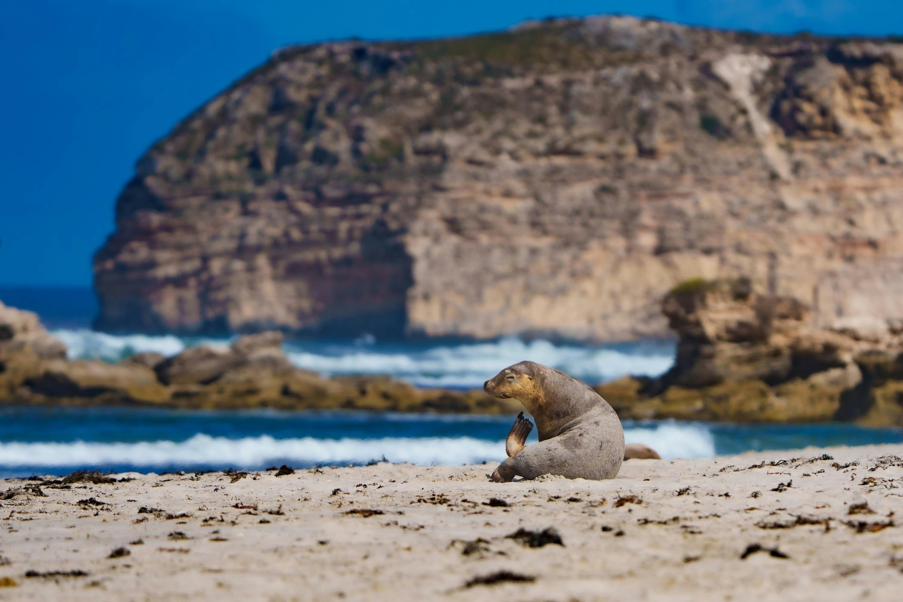 Seal Bay wildlife photography with Adventure Art, Kangaroo Island, South Australia.