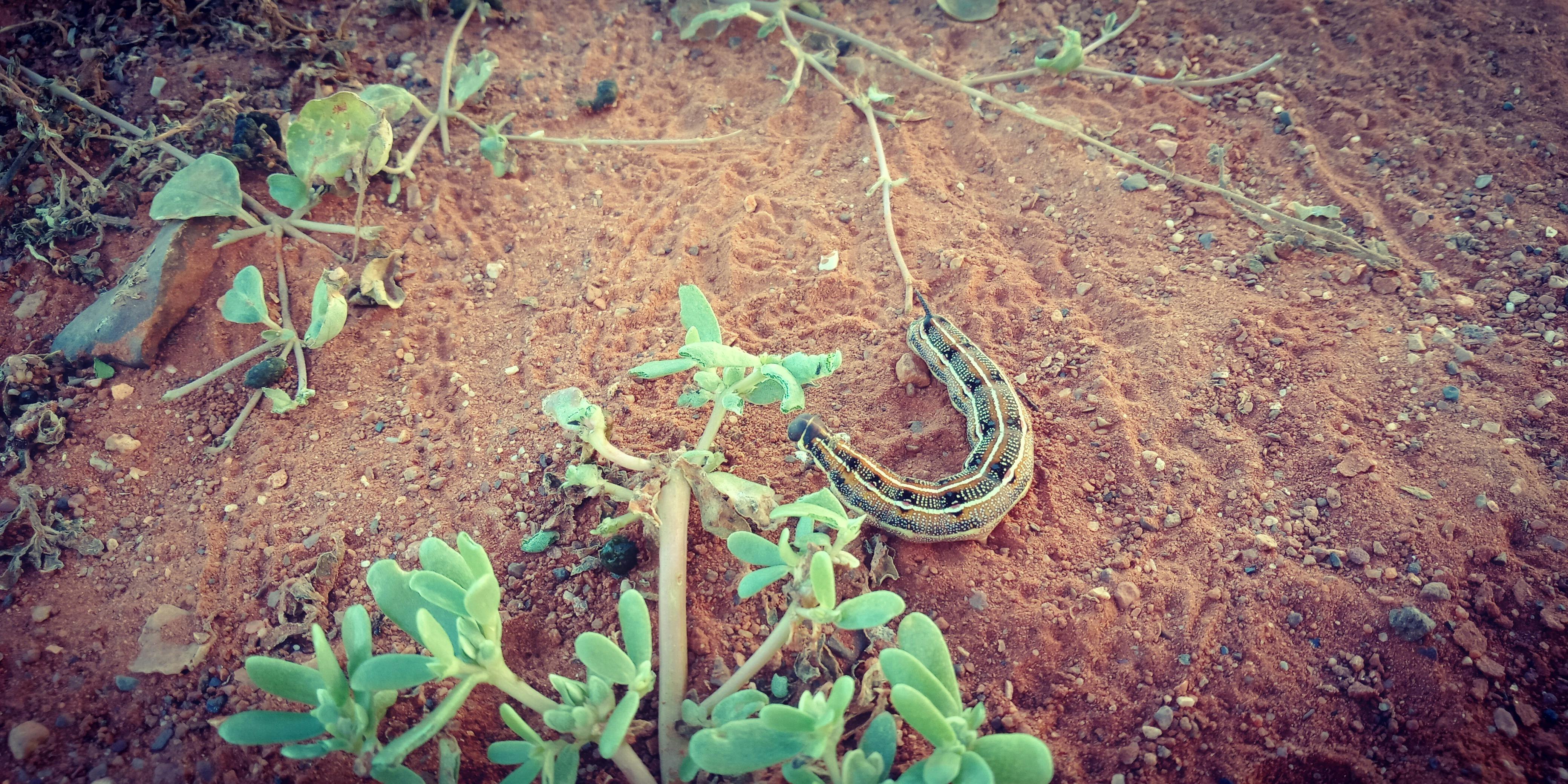 Caterpillar Dreaming
