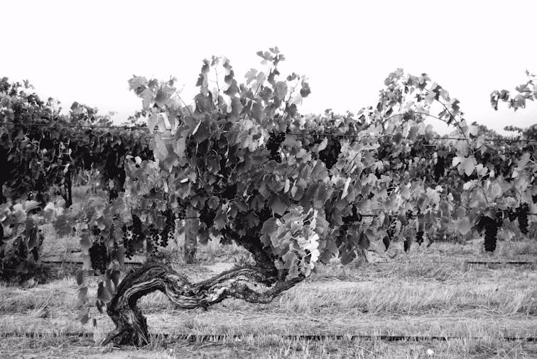 Smallfry wines cellar door