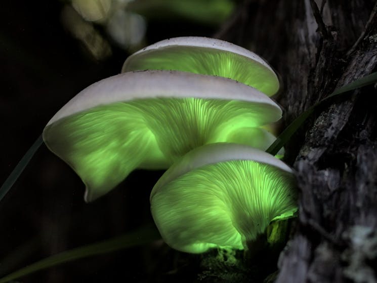 Ghost Mushrooms were photographed at Bournda National Park, NSW. Bioluminescent Omphalotus nidiforma
