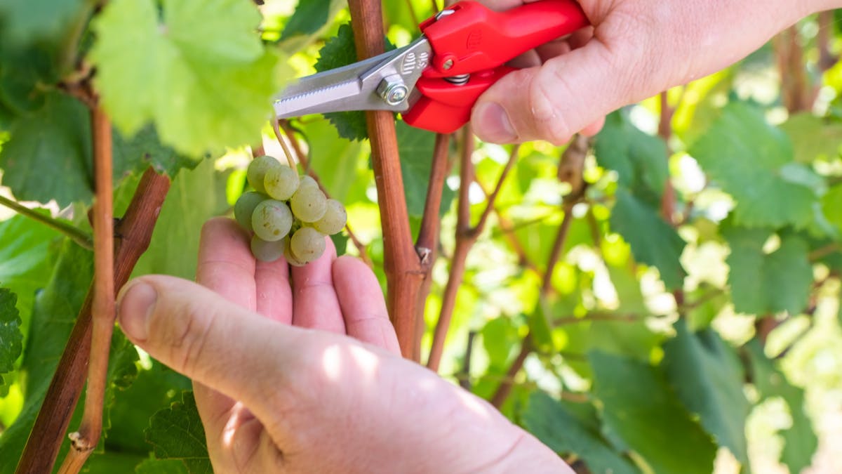 Pruning