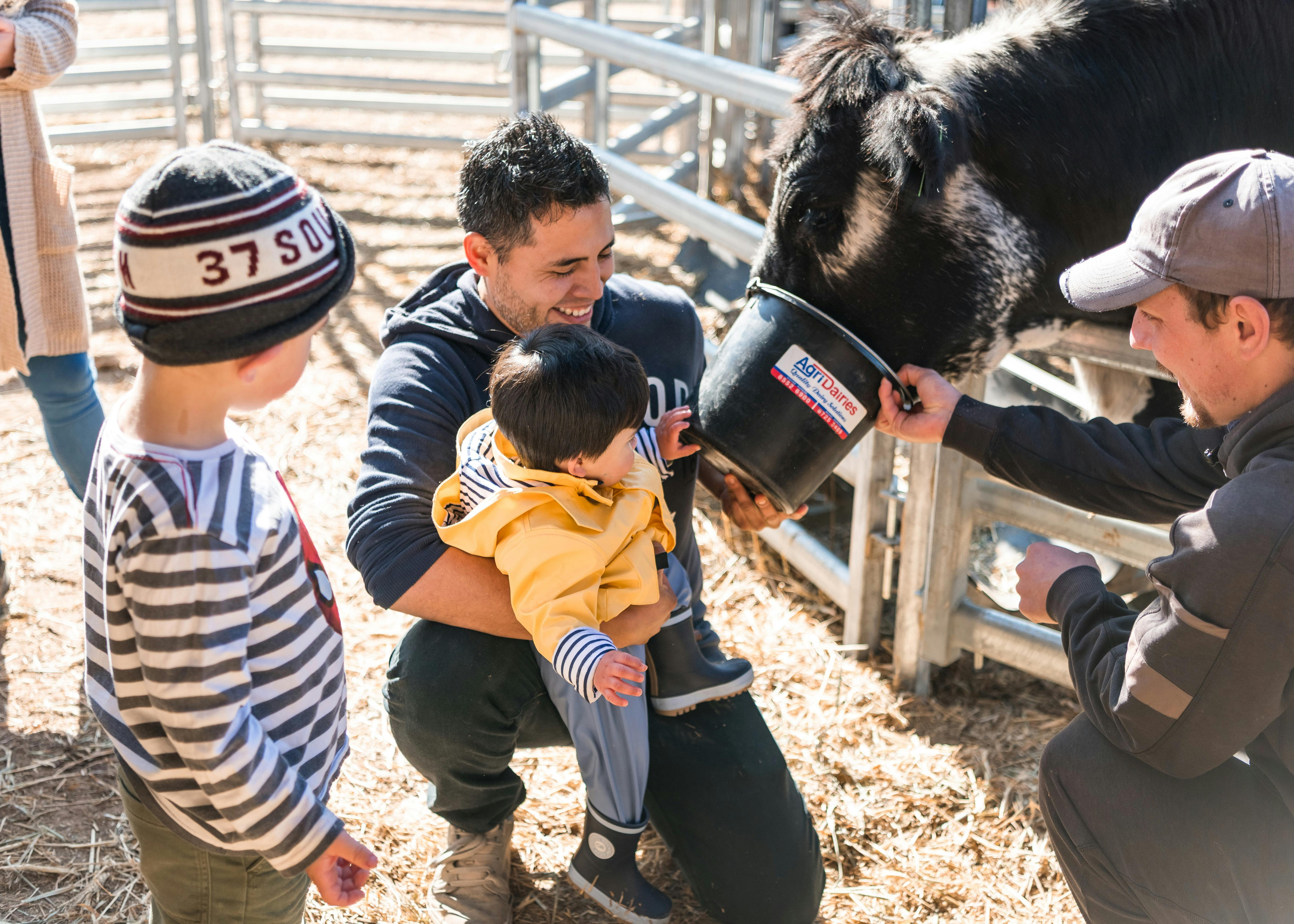 Hand feeding pet cow Elvis