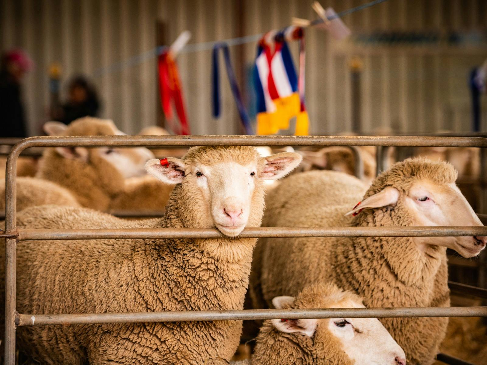 Prized lambs for judging