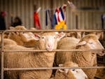 Prized lambs for judging