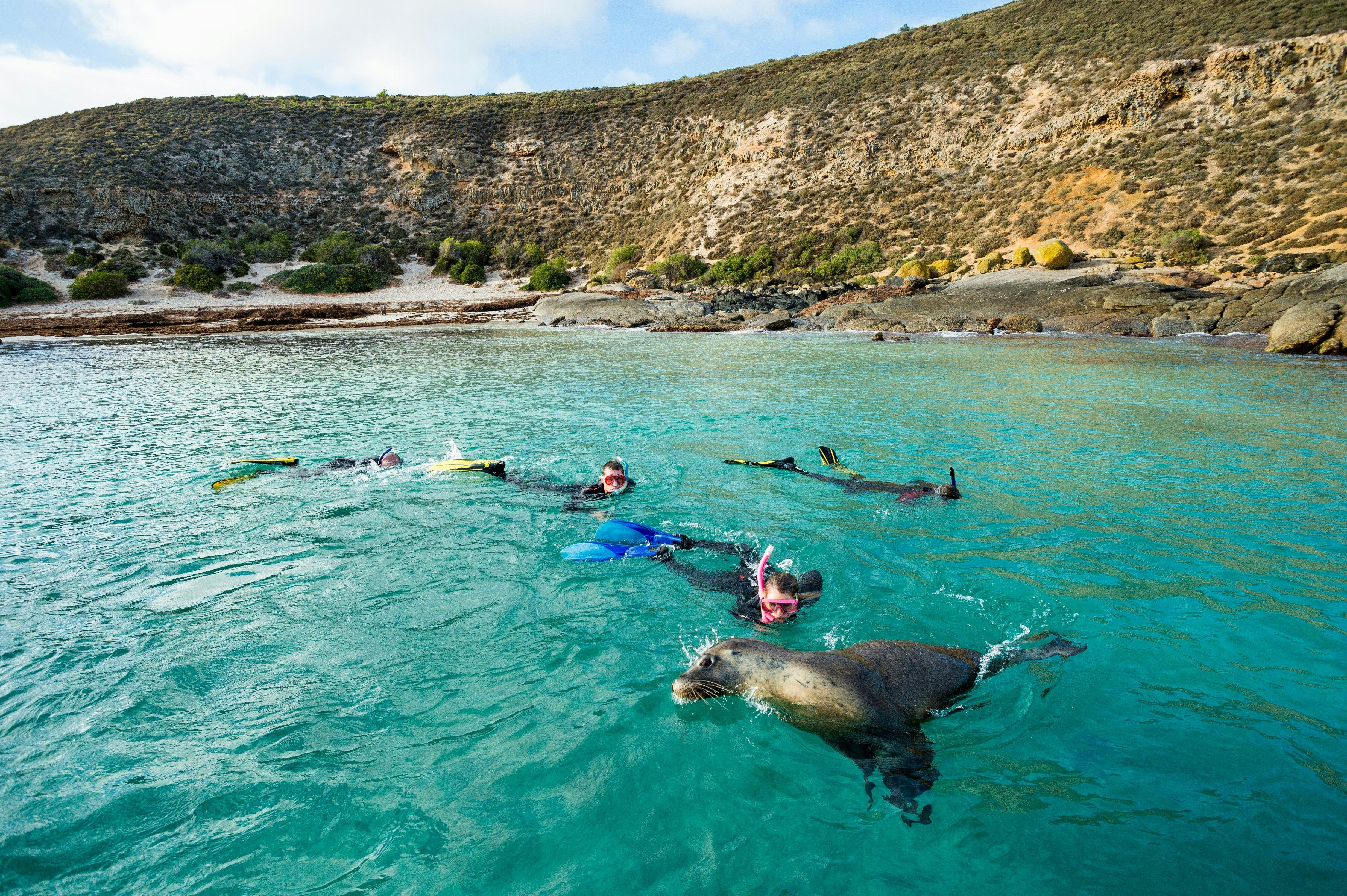 Seals South Australia Adventure by Air