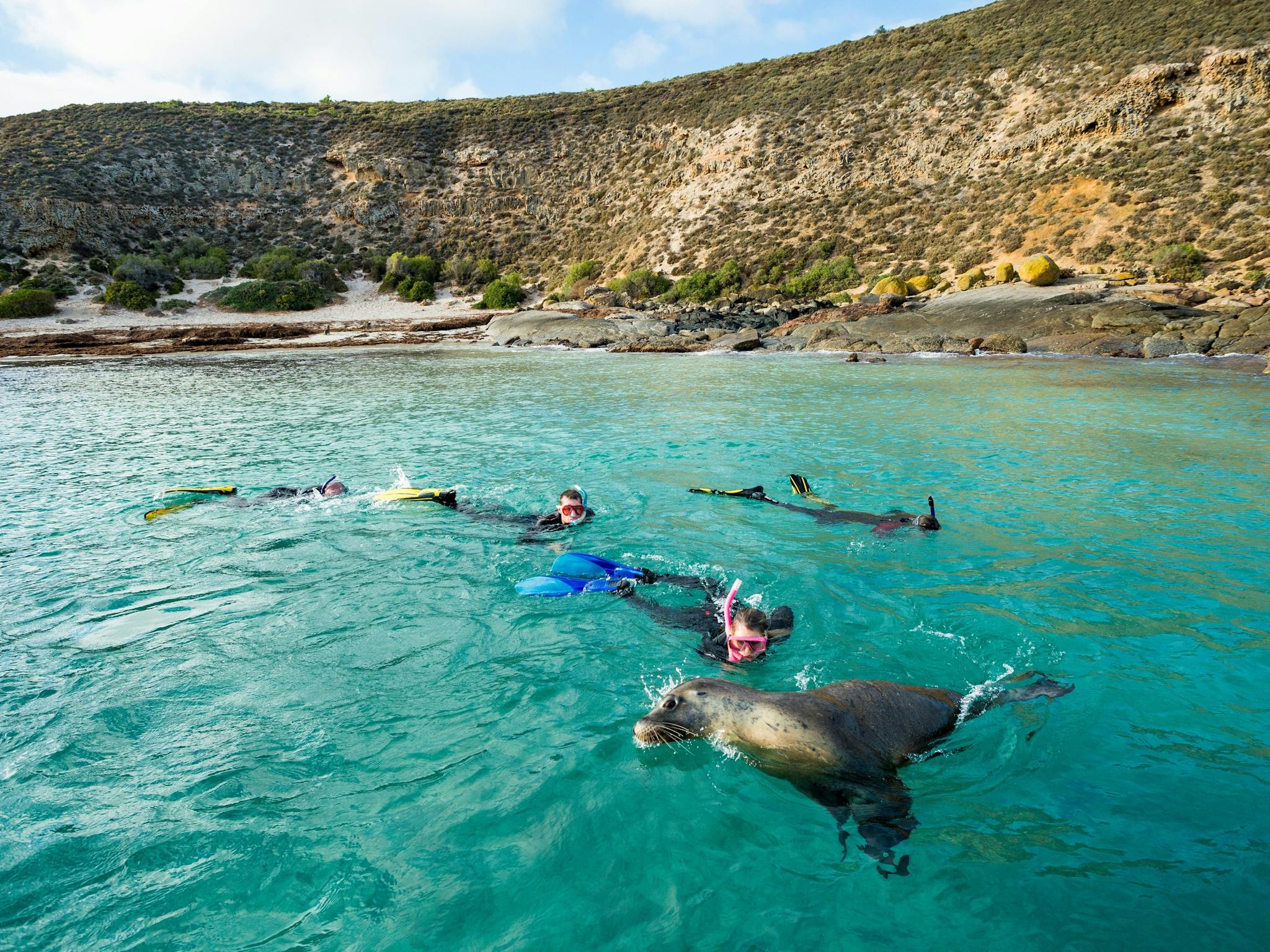 Seals South Australia Adventure by Air