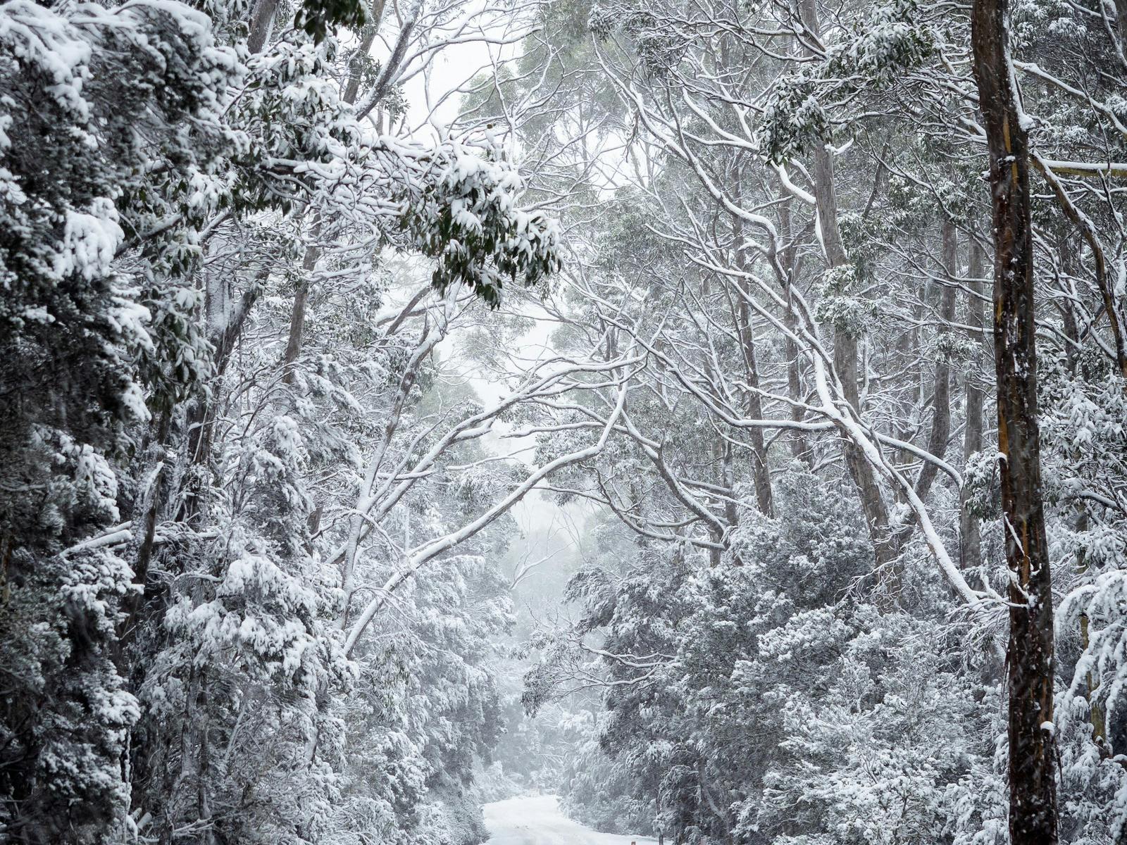 Snow Roads at Cradle