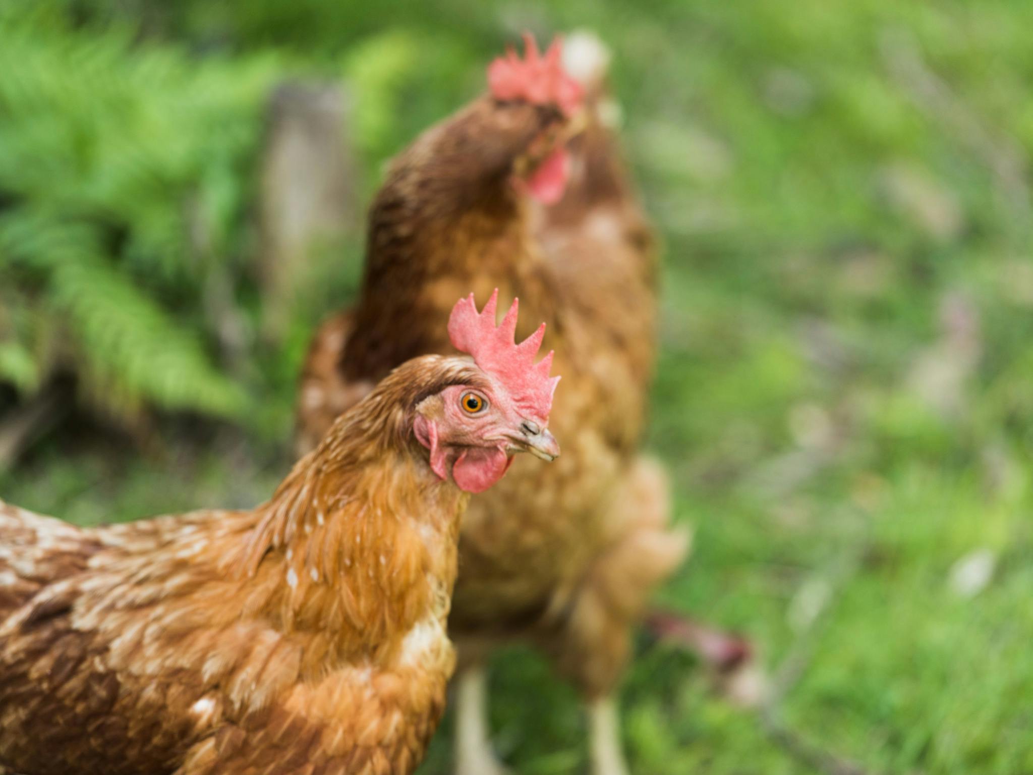 Two of the Lodge chickens in the gardens