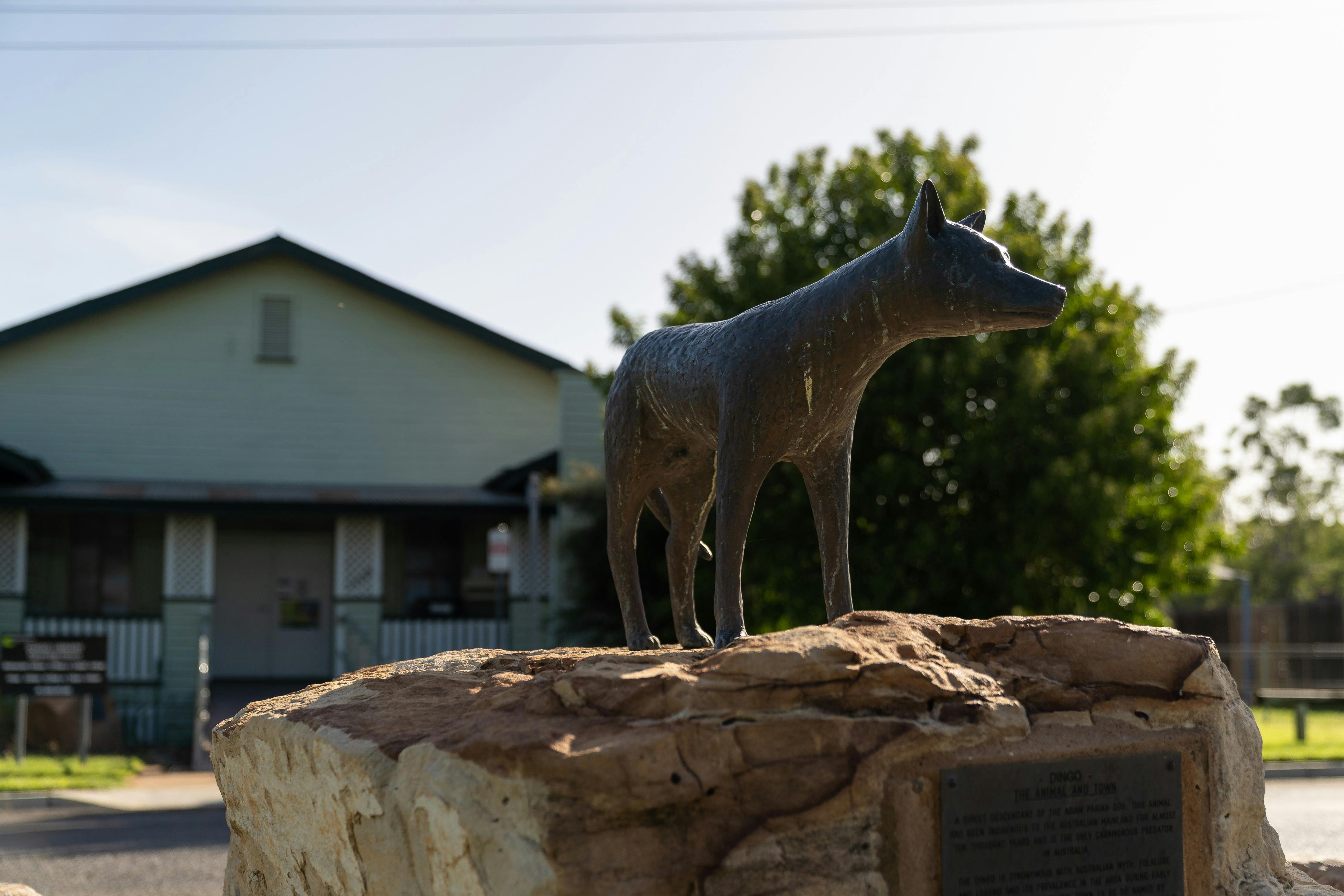 Dingo statue