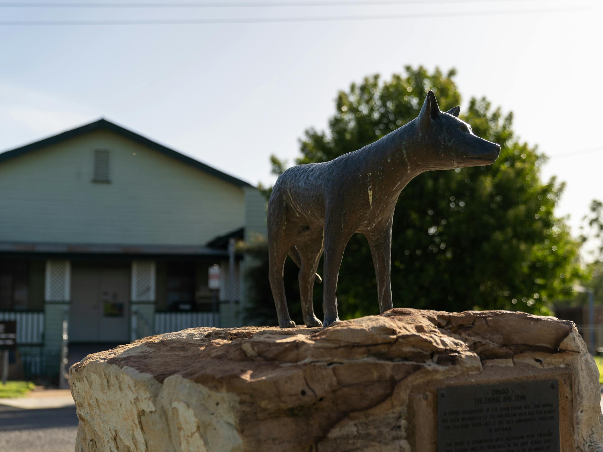 Dingo statue Dingo statue