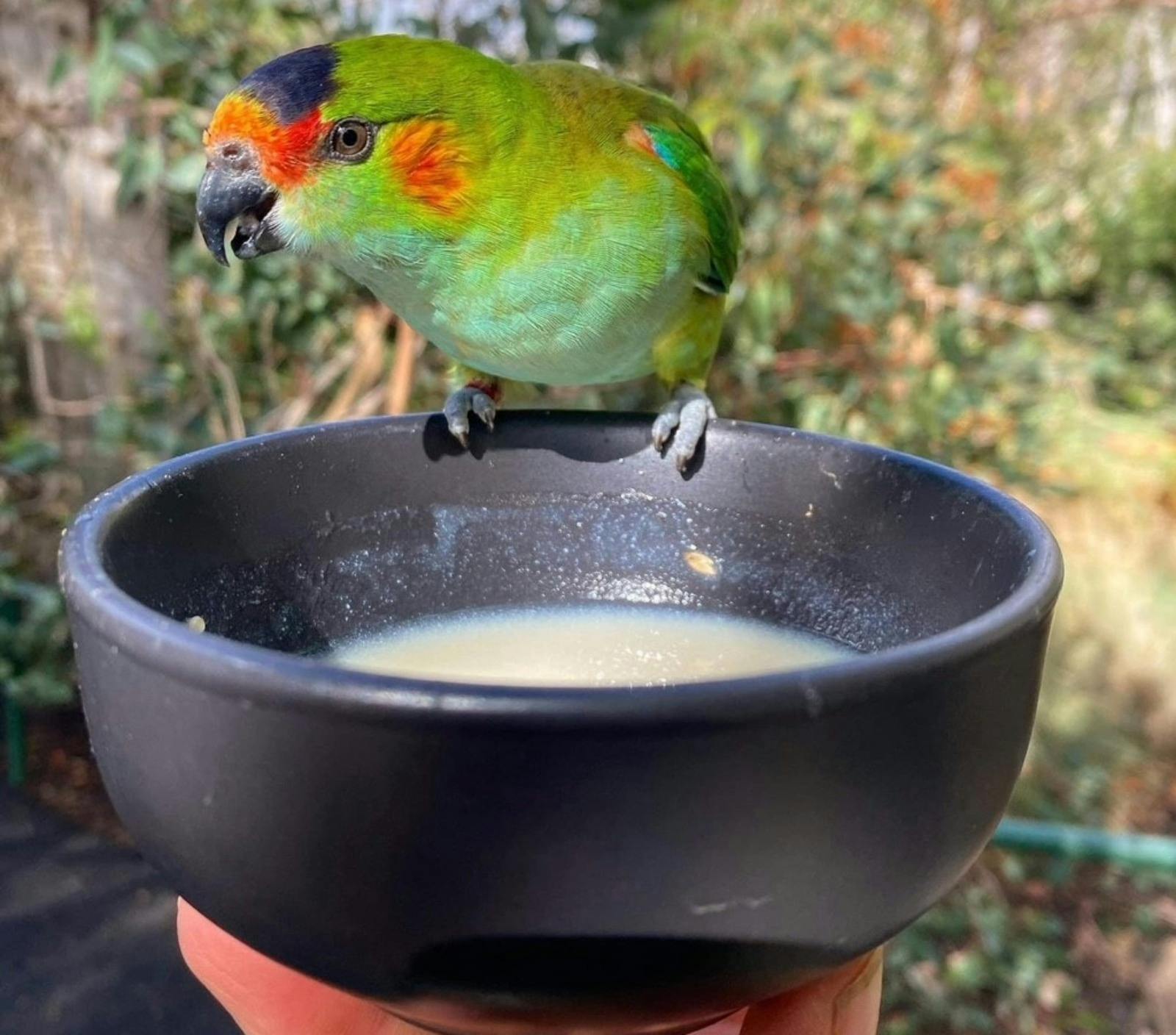 Breakfast with the Birds