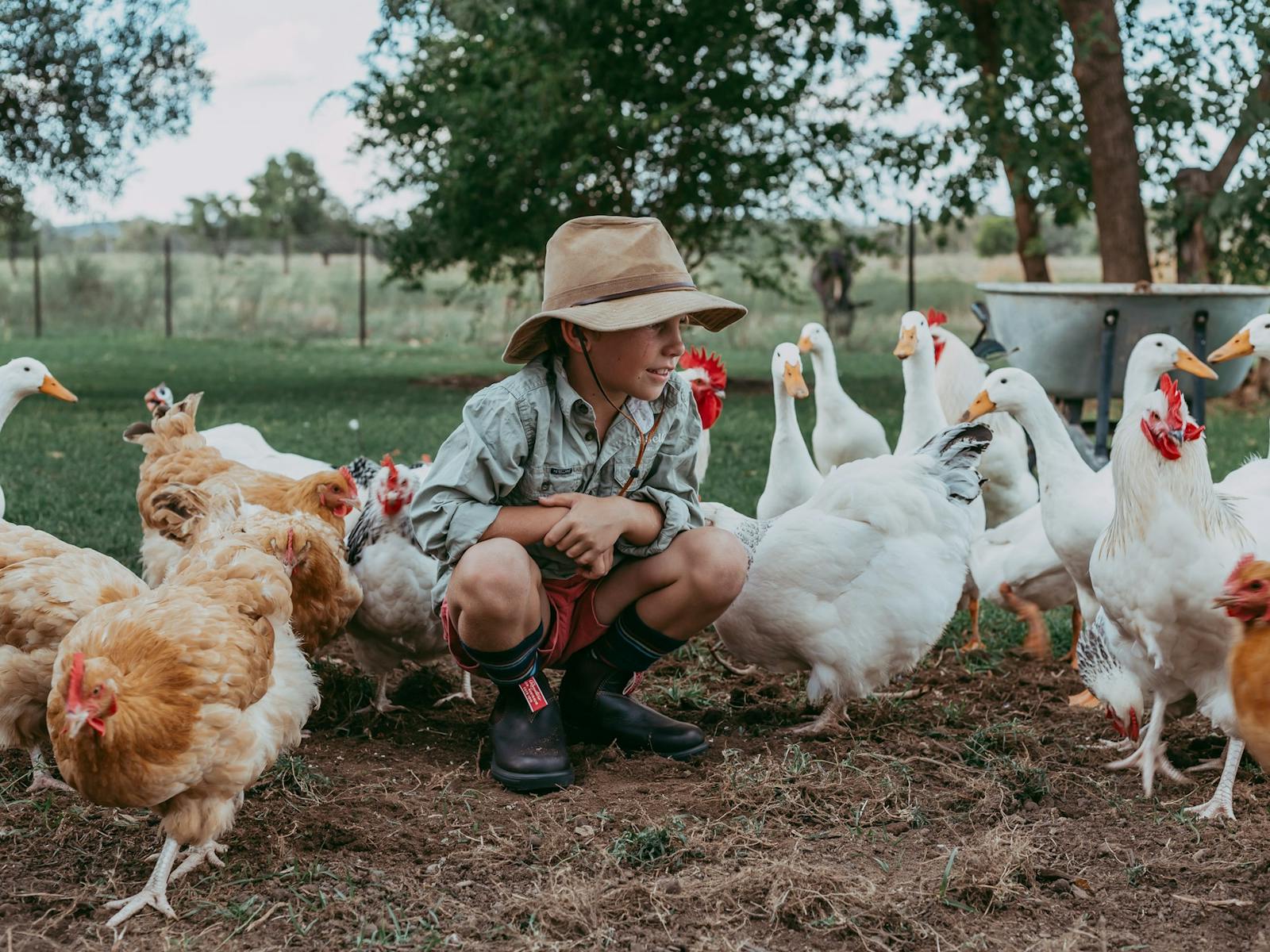 Child crouching down surrounded by chickens Child crouching down surrounded by chickens
