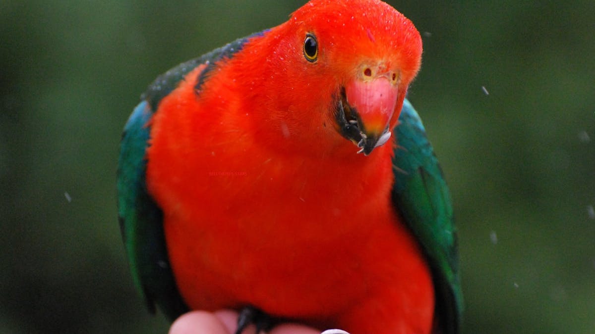 Plenty of birds here