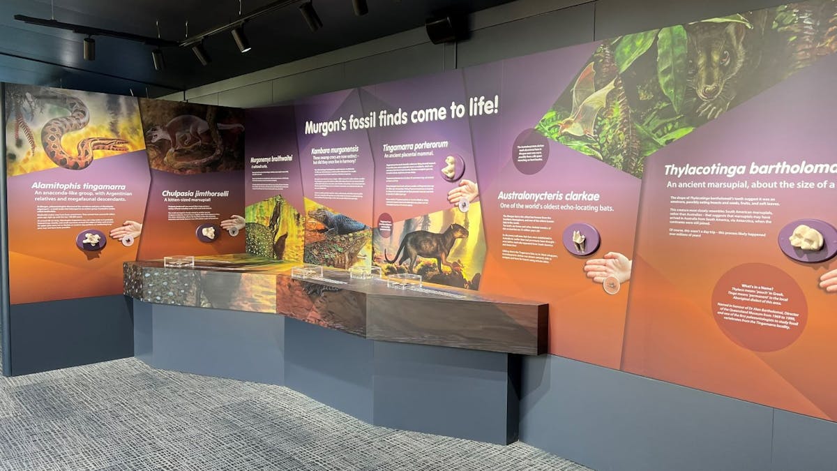 An interactive fossil display.