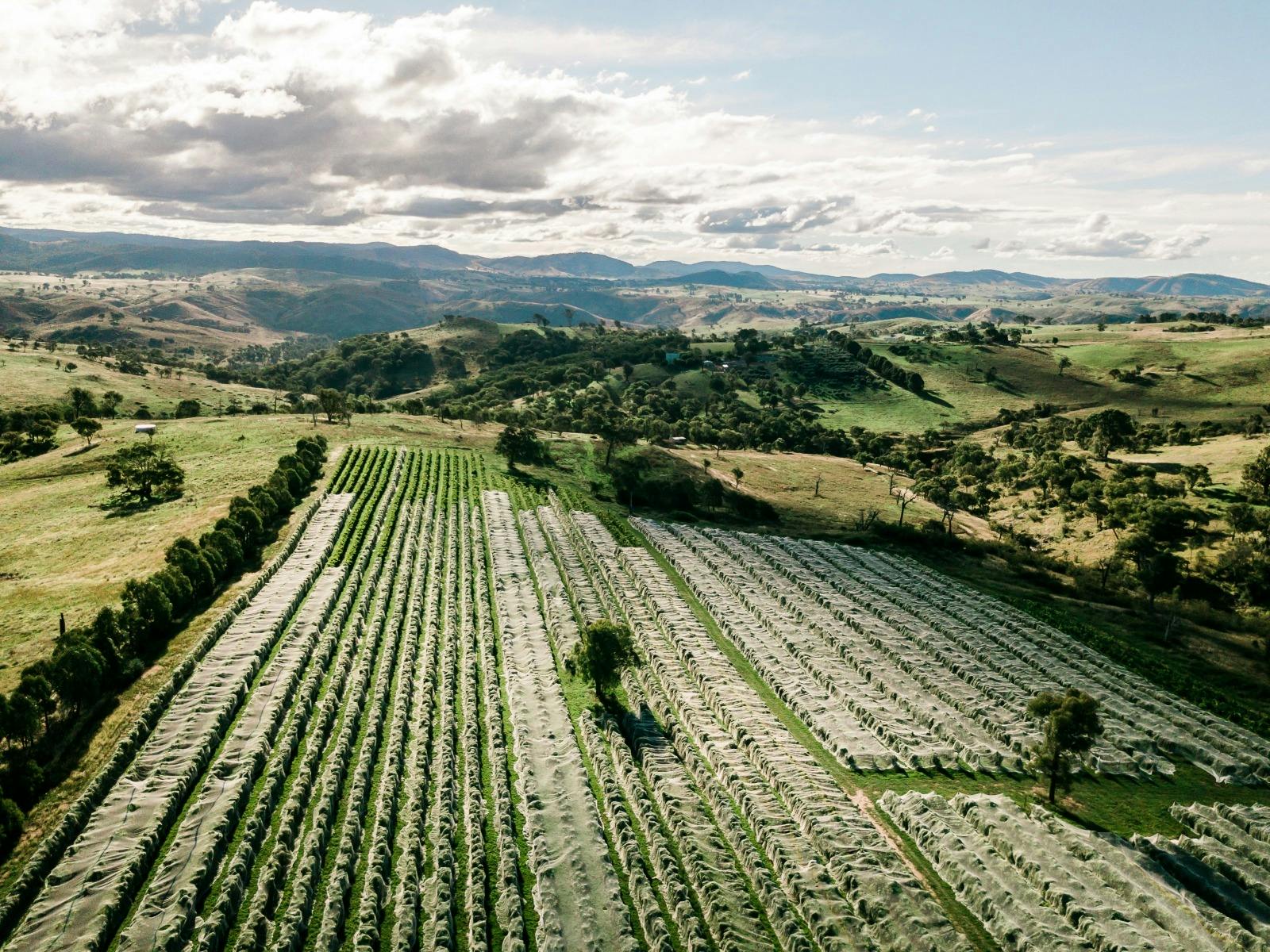 ワラルー ワイン