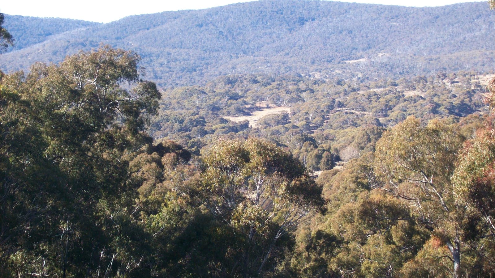 Thredbo Valley Horse Riding