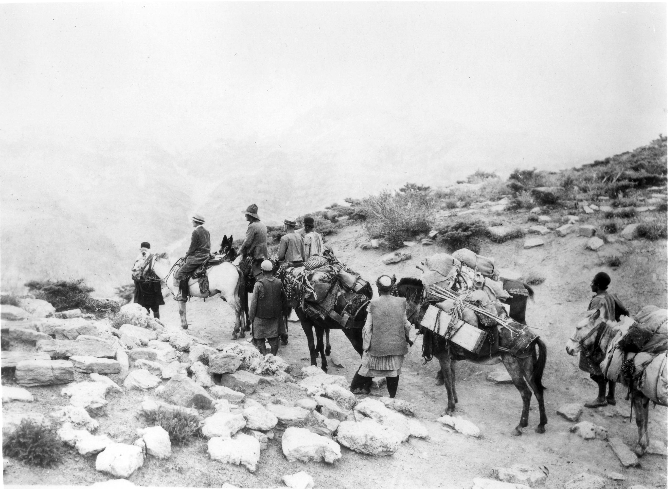 Grass Screening and Live Score by ZOJ