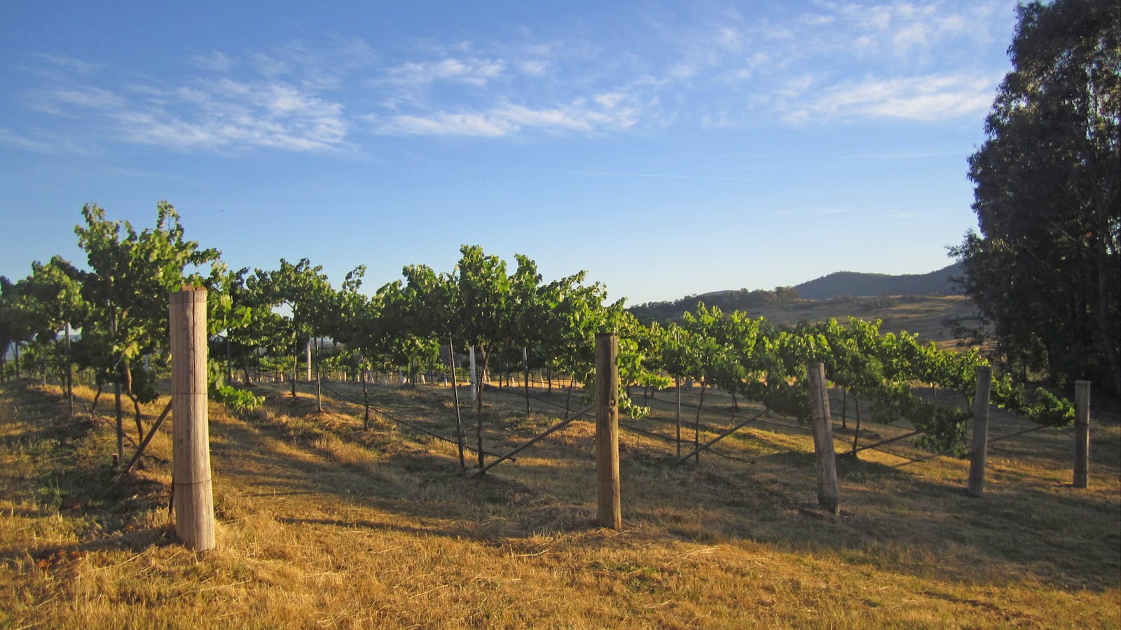 Flyfaire Wines