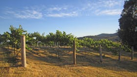Flyfaire Wines