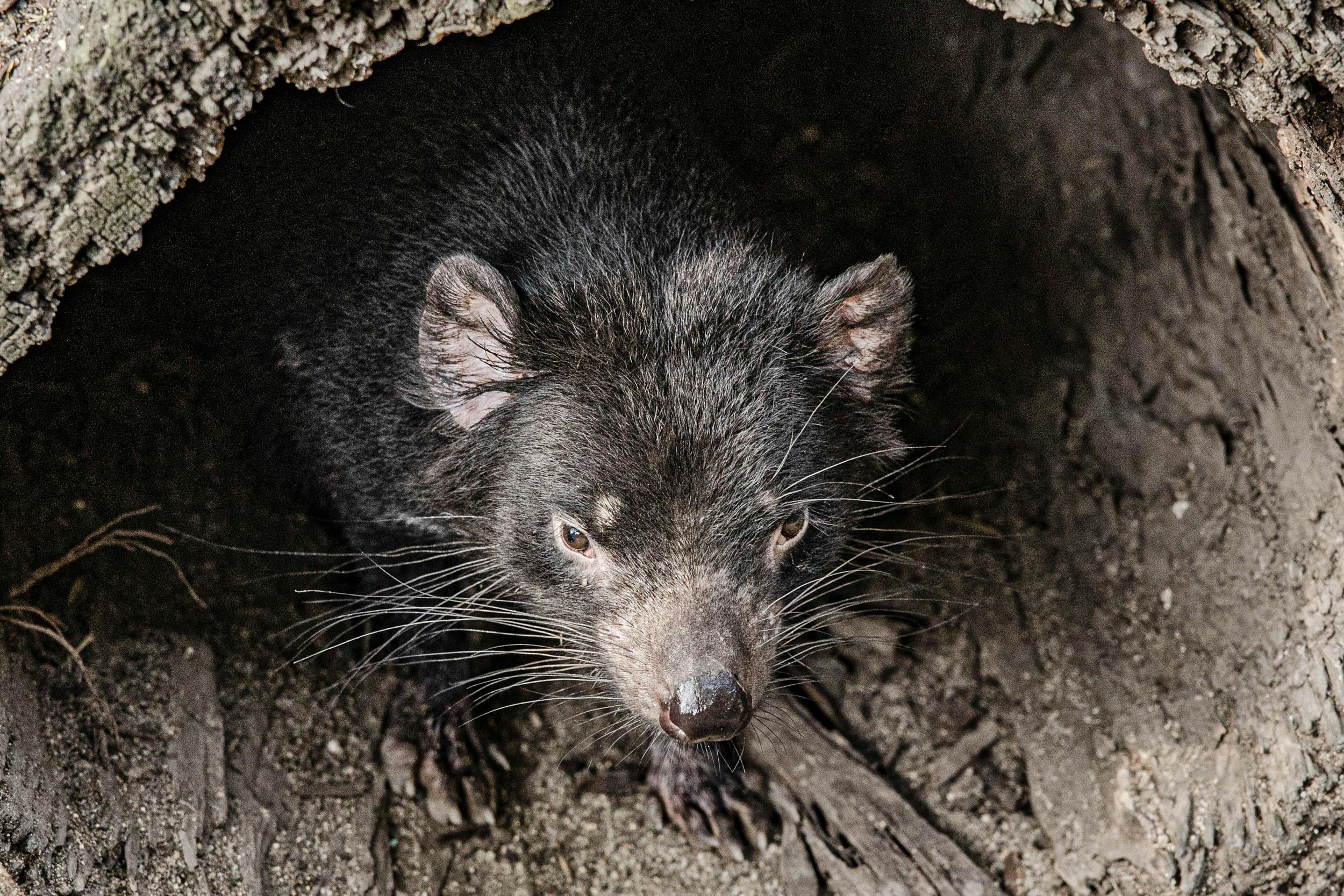 Tasmanian Devil in log
