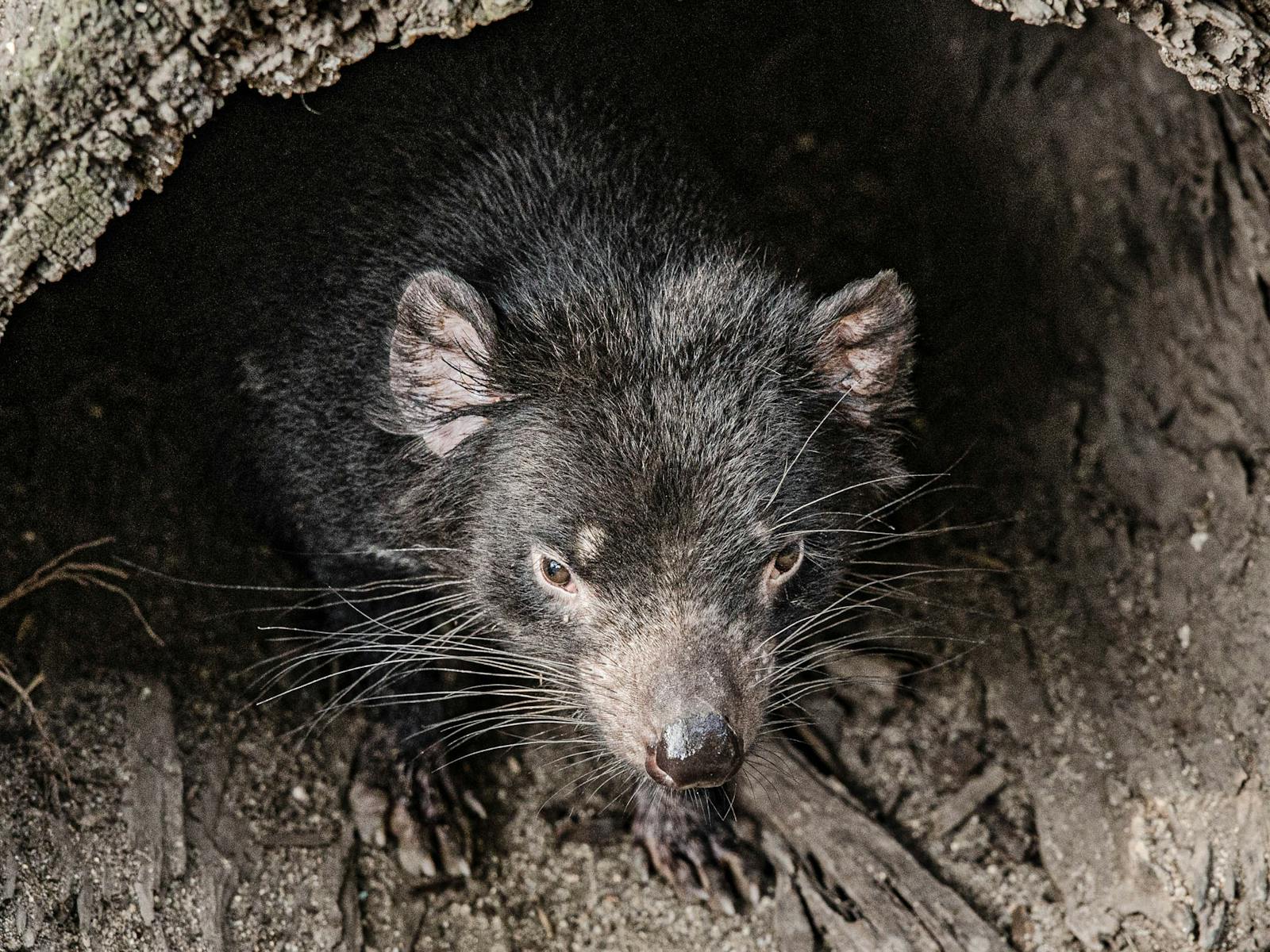 Tasmanian Devil in log