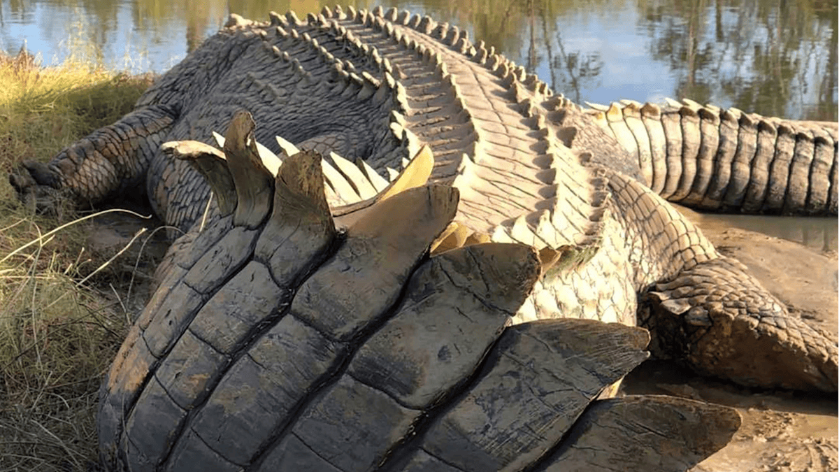 Koorana Crocodile Farm