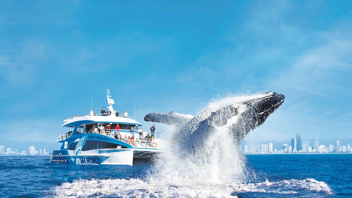 Whale breach in front of Spirit of Migaloo