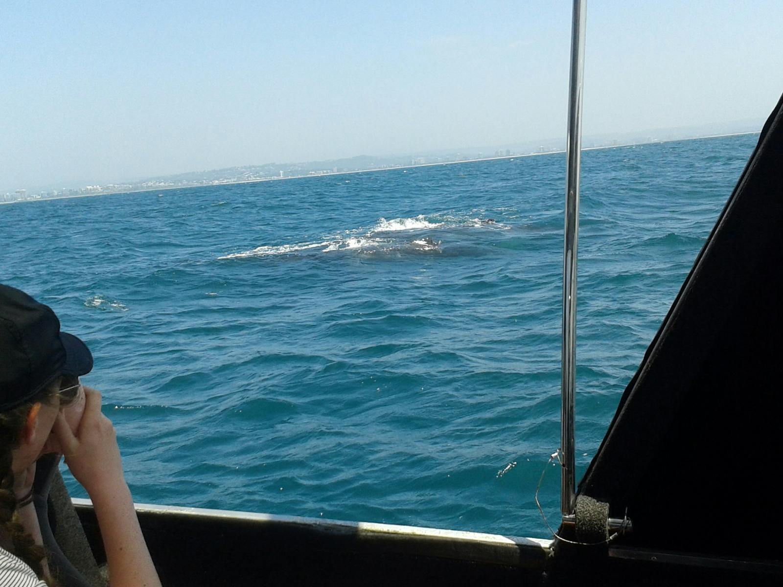 Jet Boat Whale Watching