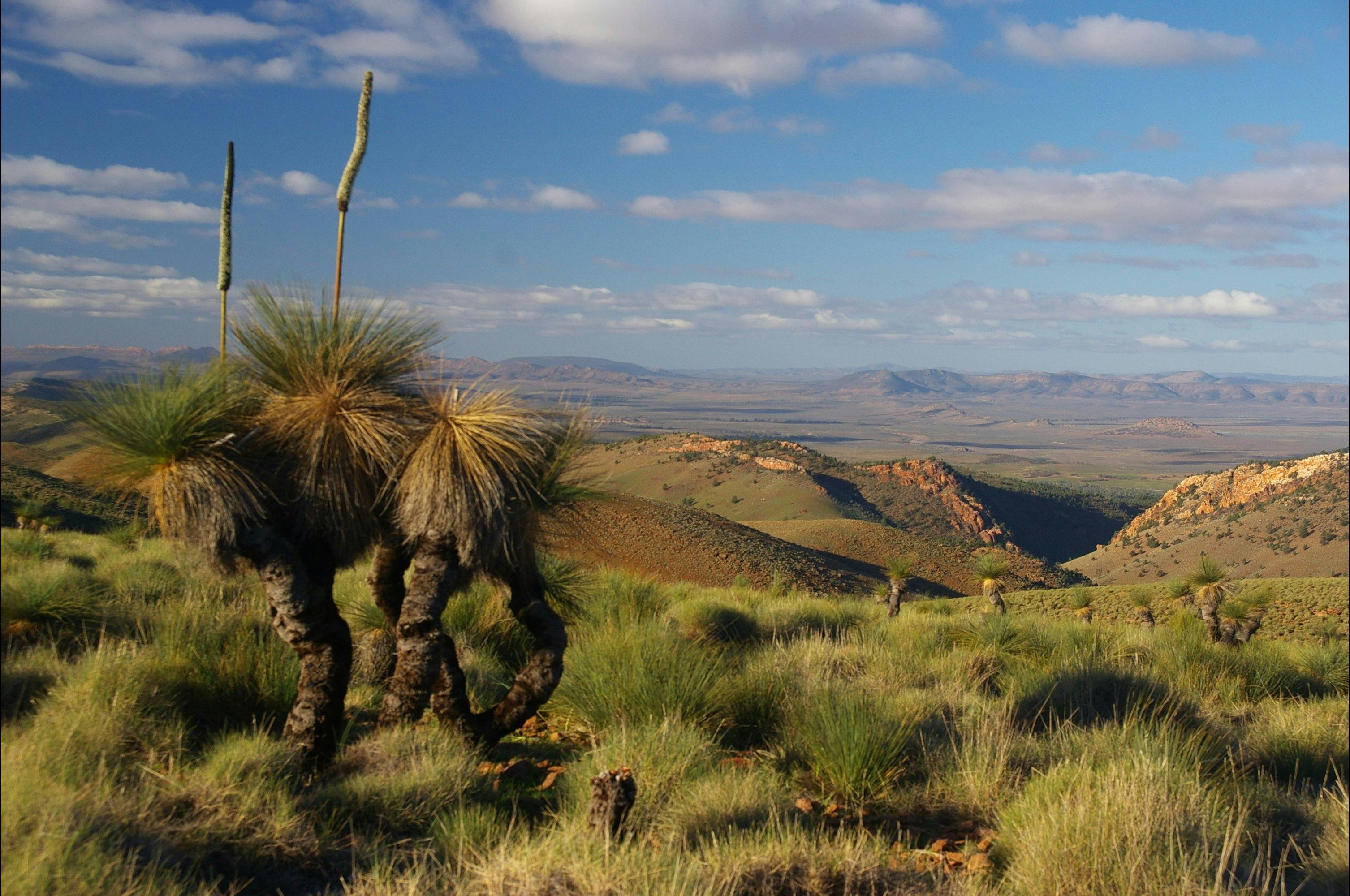 Grass Tree, Flinders Ranges