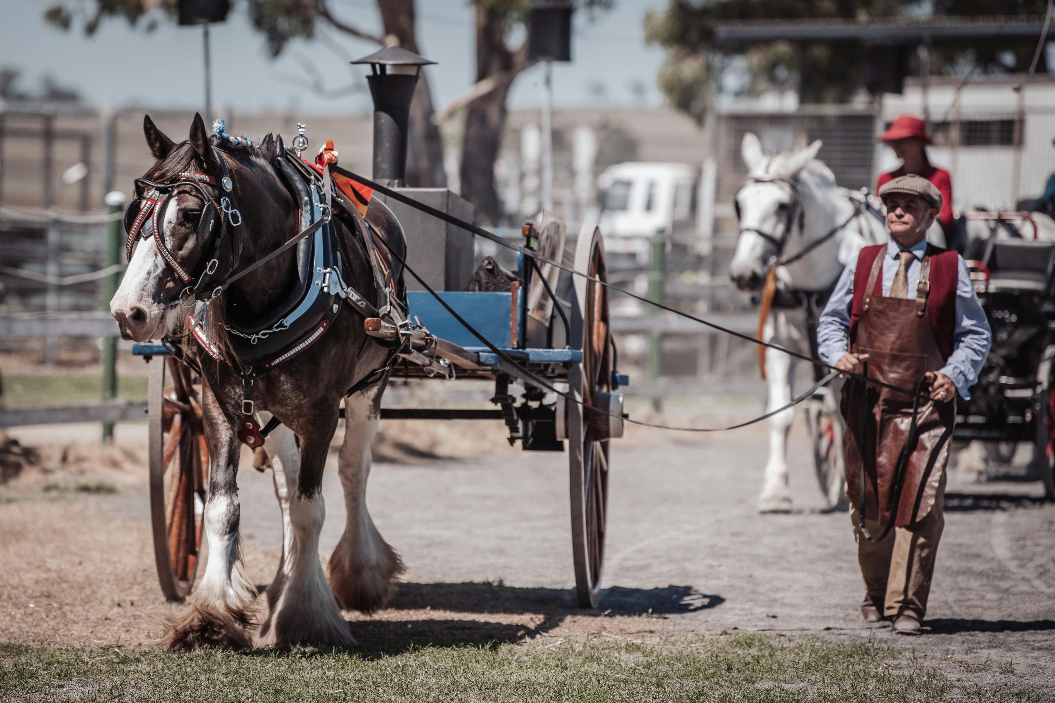 Clydesdale Horse in harness, pulling a horse drawn Pie Cart