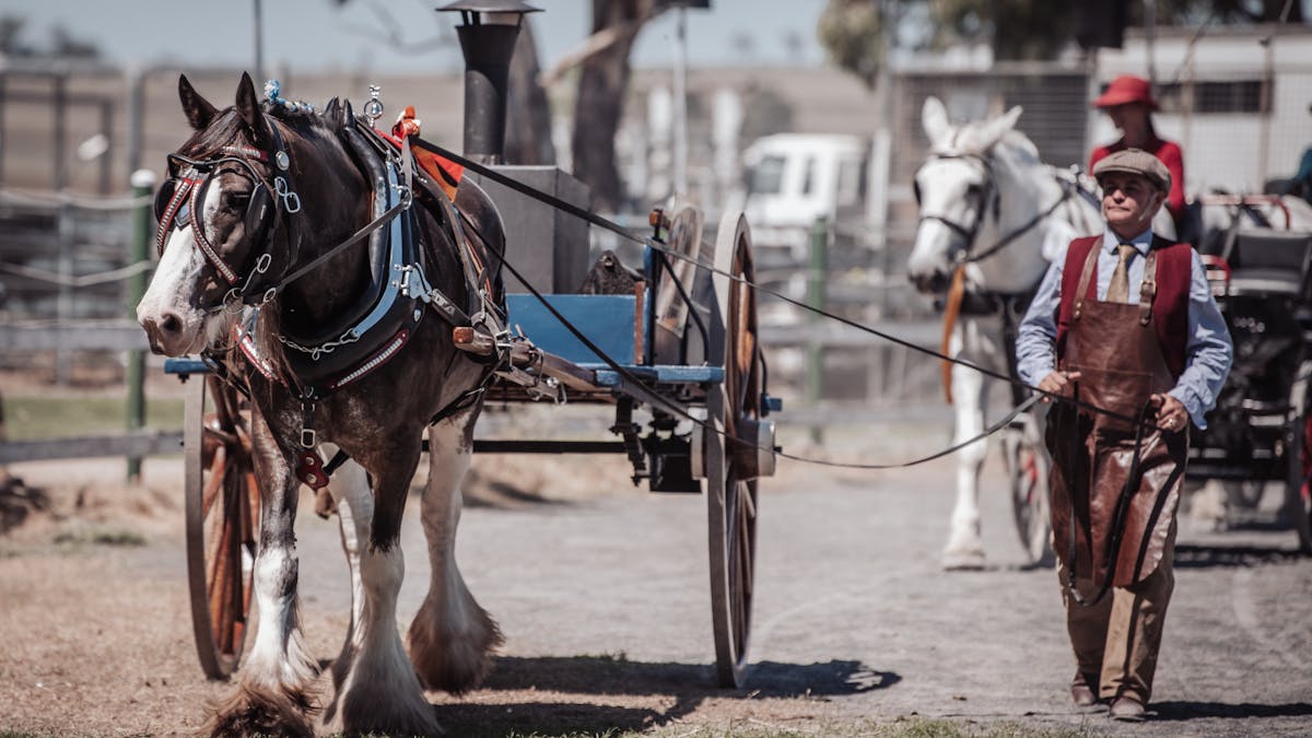 Clydesdale Horse in harness, pulling a horse drawn Pie Cart