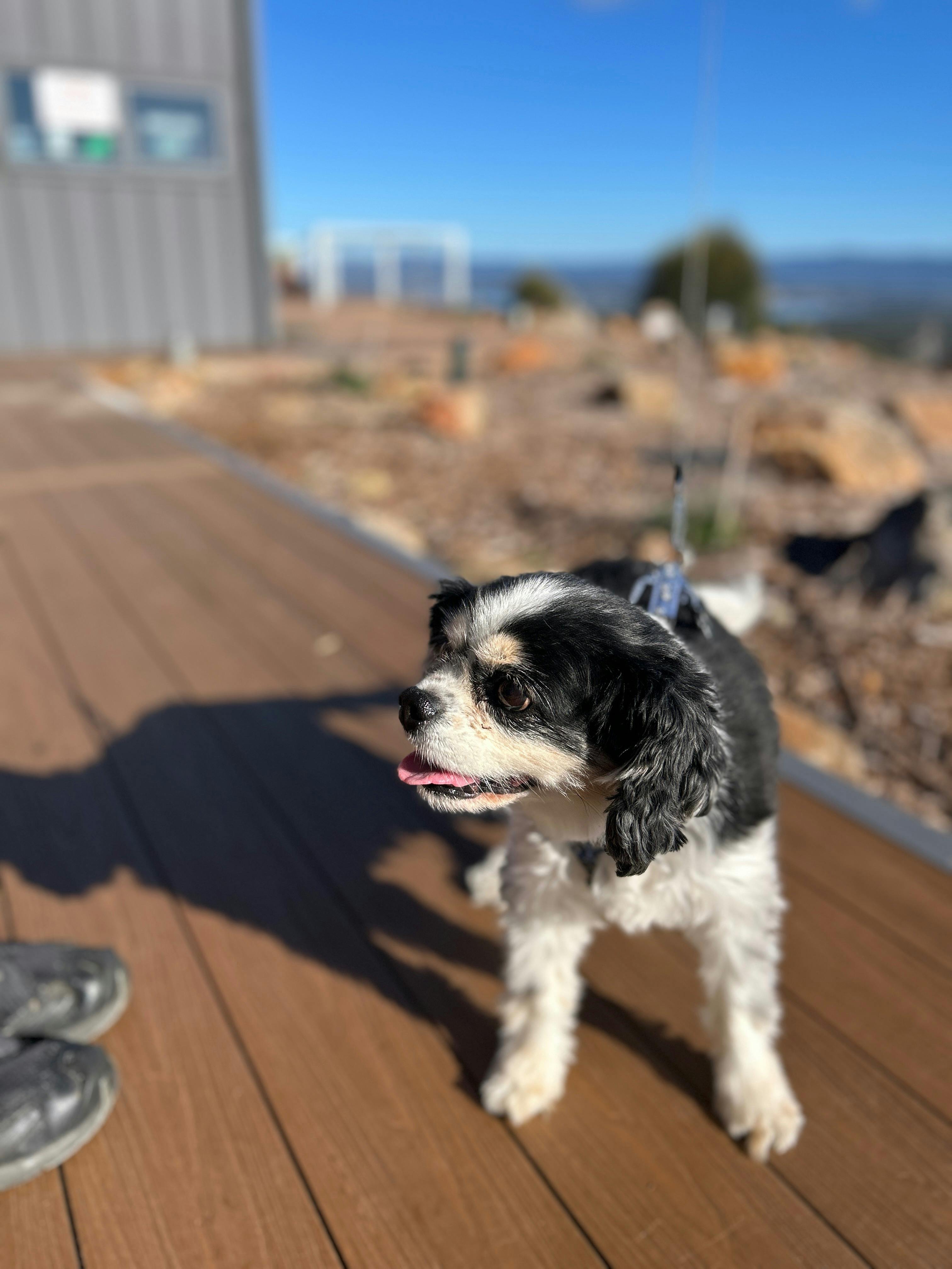George living his best life on The George café bar deck 🐾🌿