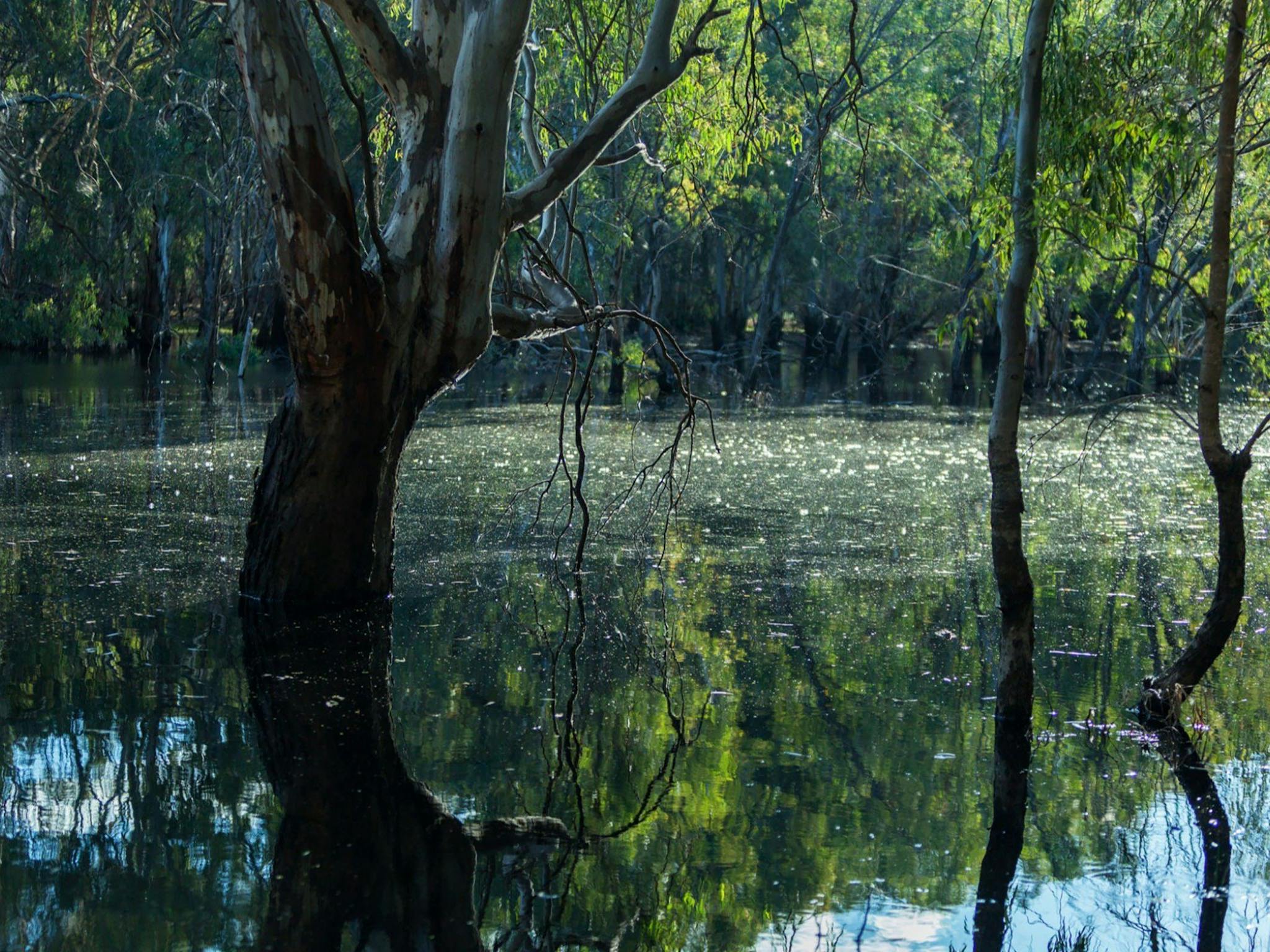 Nyah Vinifera Park