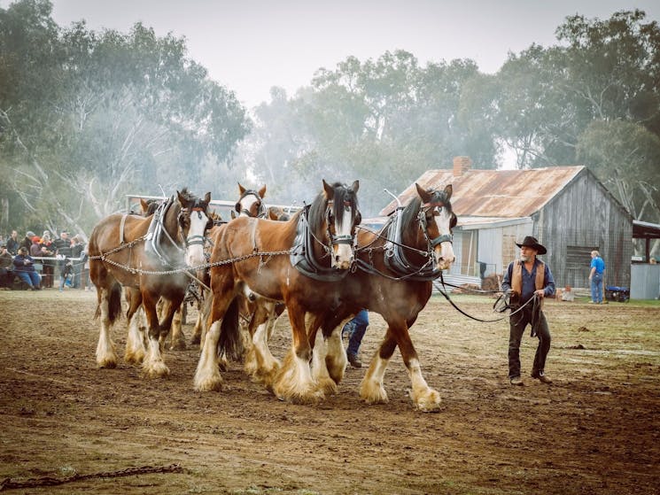 Steam Rally